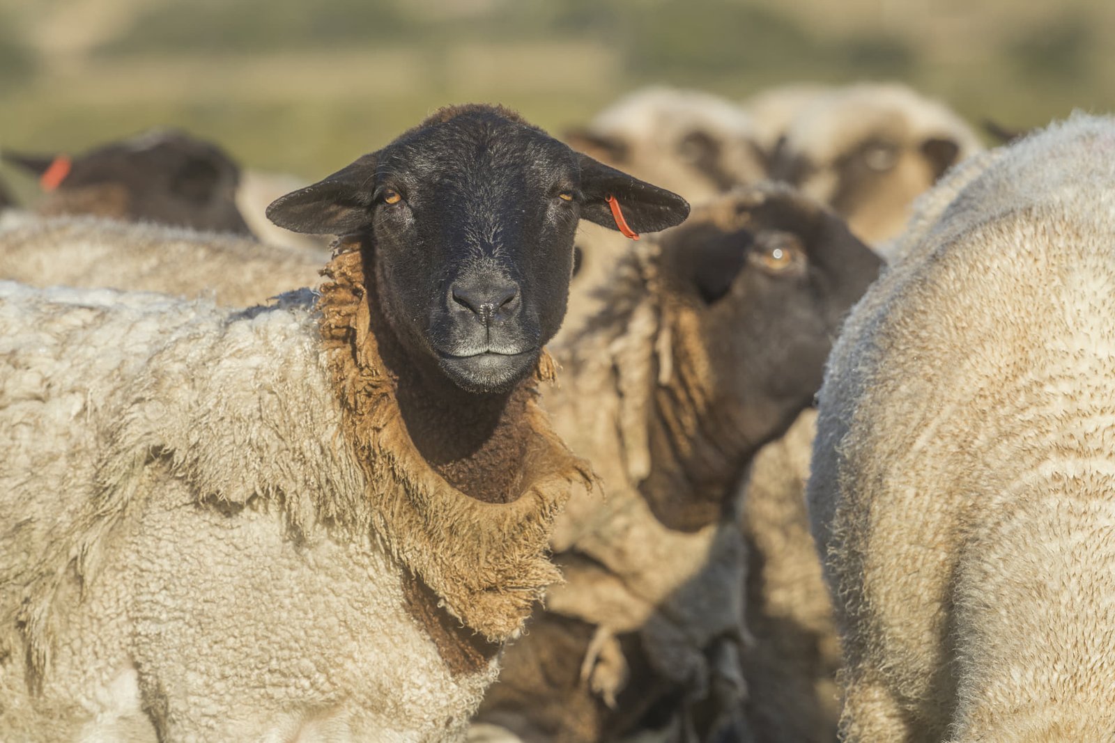 Genética y selección